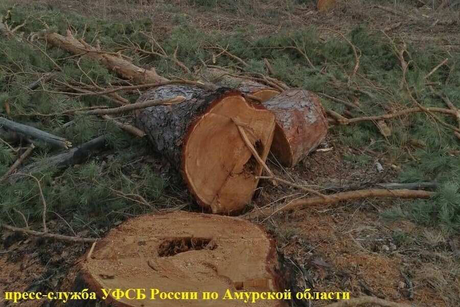 К реальному лишению свободы приговорили амурчанина за незаконную рубку леса фото 