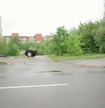 Страус бежит Бегущую по Москве экзотическую птицу сняли на видео
