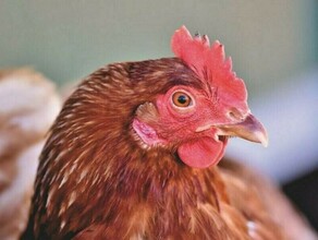 В Амурской области снят карантин по птичьему гриппу