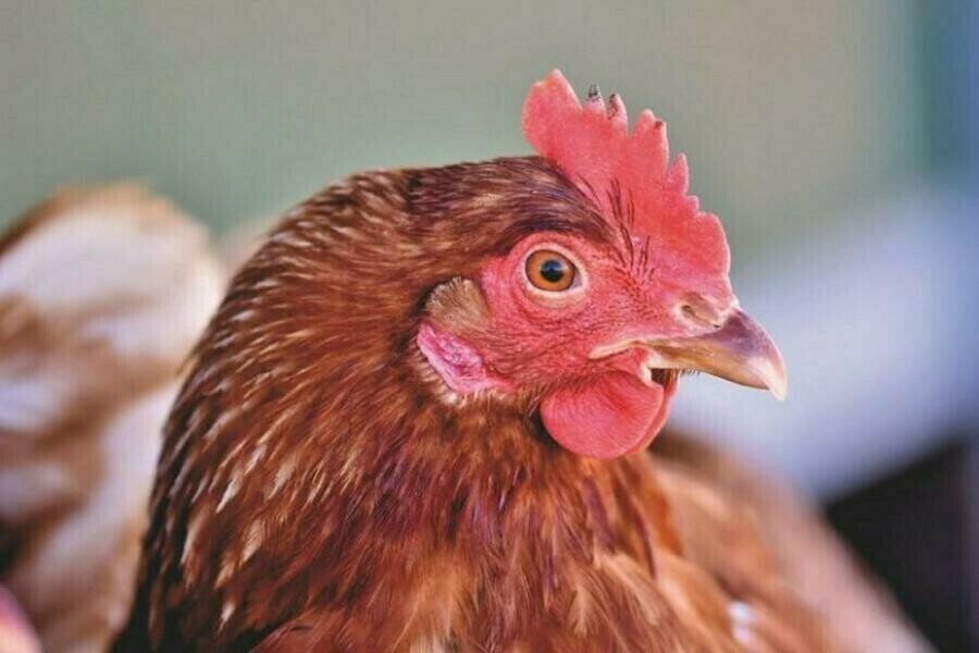 В Амурской области снят карантин по птичьему гриппу