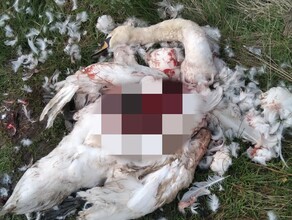 В Ивановке собака загрызла белого лебедя из пары на которую съезжались смотреть туристы