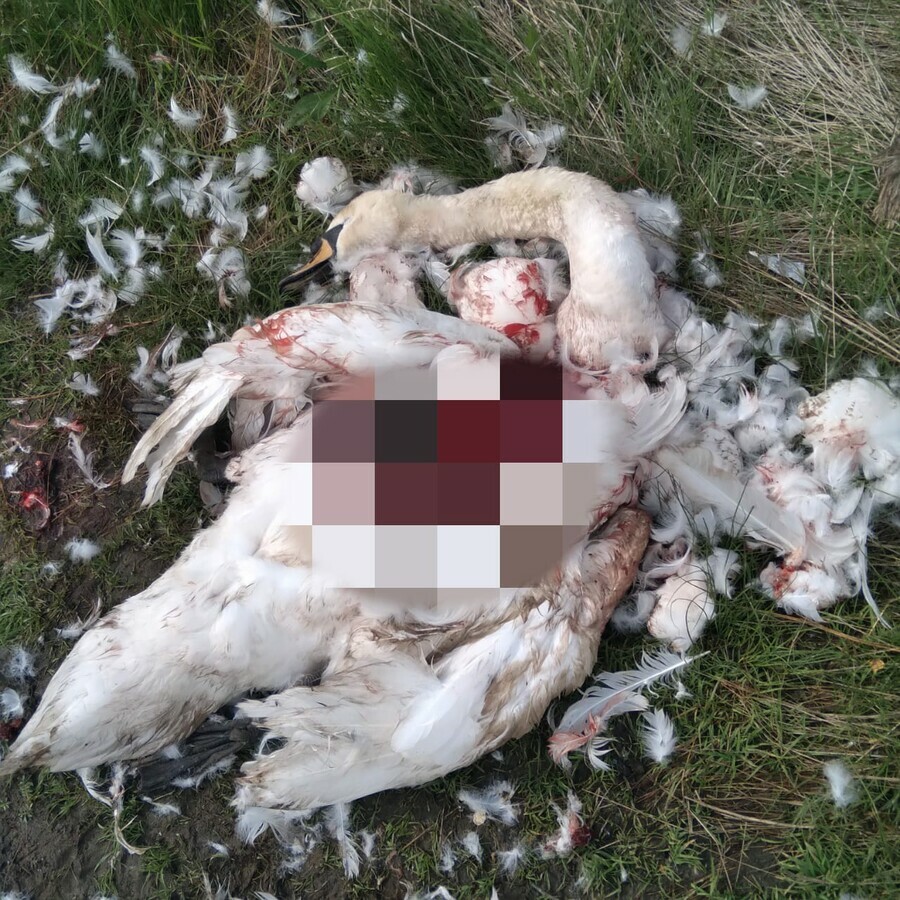 В Ивановке собака загрызла белого лебедя из пары на которую съезжались смотреть туристы