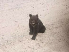 На трассе в Амурской области медвежонок выпрашивает еду у проезжающих