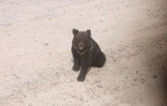 На трассе в Амурской области медвежонок выпрашивает еду у проезжающих