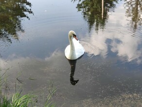 Петр одиноко рассекает водную гладь Погибшим в Ивановке лебедем оказалась Феврония 