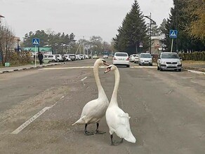 В Ивановке лебеди вышли на прогулку по дорогам видео