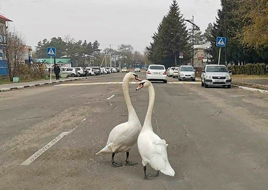 В Ивановке лебеди вышли на прогулку по дорогам видео