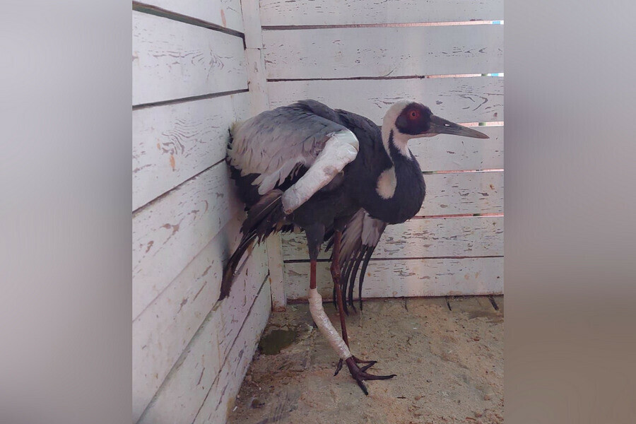 Получил два перелома о провода ЛЭП в Приамурье спасают краснокнижную птицу видео