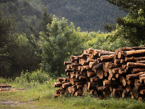 Уголовные дела заведены в Приамурье в отношении компании вырубившей деревья на миллион рублей