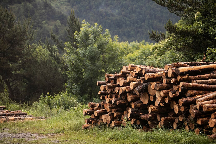 Уголовные дела заведены в Приамурье в отношении компании вырубившей деревья на миллион рублей