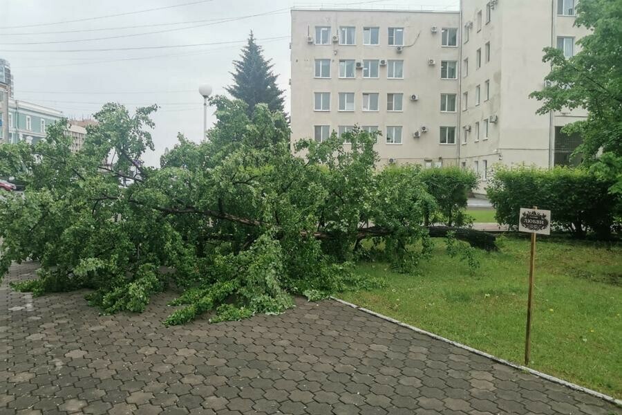 Возле правительства Приамурья рухнуло дерево  