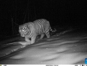 Амурского тигра заметили там где он не появлялся почти 50 лет