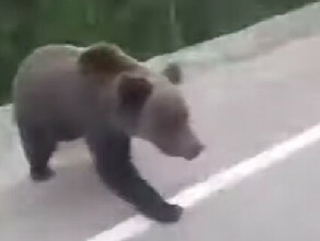 Амурчане встретили медведя около аэропорта видео