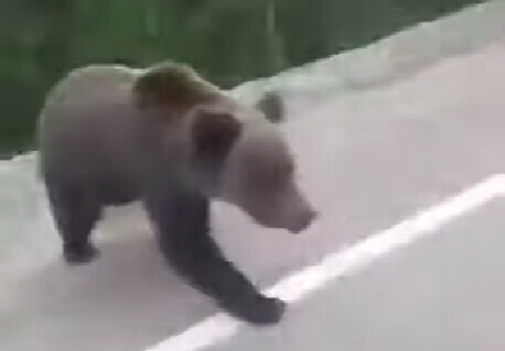 Амурчане встретили медведя около аэропорта видео
