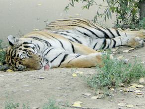 Эксперты установили точную причину смерти тигра Павлика