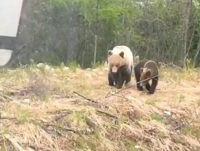 В Амурской области водитель снял семейный променад медведей и не смог сдержать восторга видео