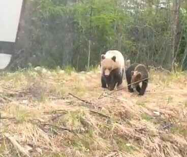В Амурской области водитель снял семейный променад медведей и не смог сдержать восторга видео