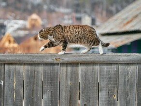 Мороз и ветер прогноз погоды в Амурской области на 24 октября