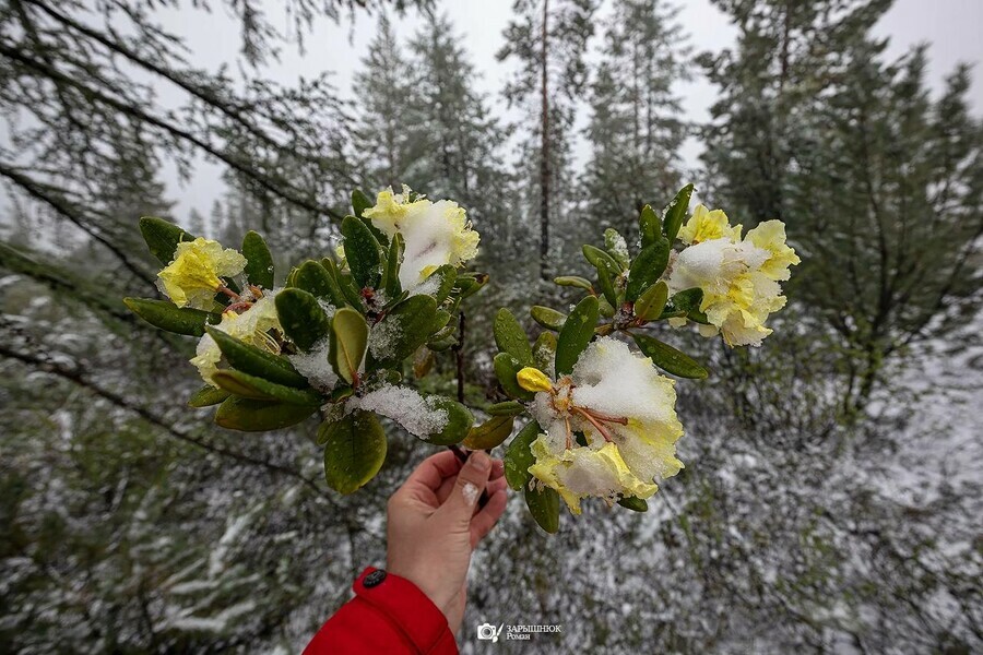 Рододендрон под снегом