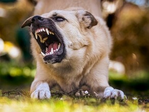Владельцам собак опасных пород могут вменить платную лицензию