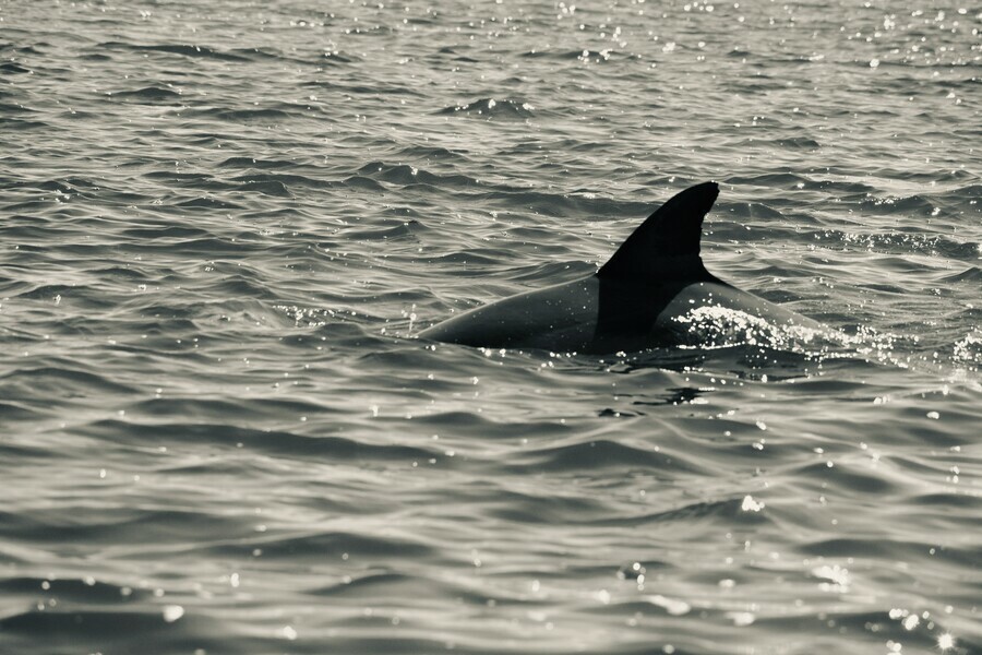 Завладела уловом и скрылась в Приморье в одной из бухт заметили акулу видео