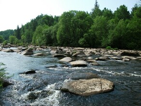 В лесах Амурской области исследуют толщину деревьев Зачем