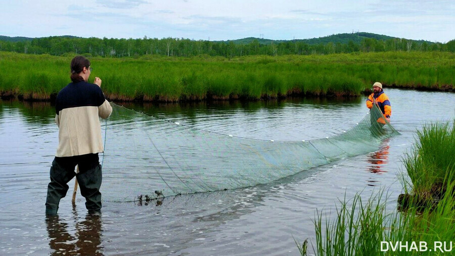 Московские ученые прибыли на Дальний Восток за амурскими глистами чтобы дать каждому название