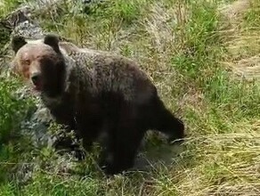 На Дальнем Востоке третий день на людей нападает медведь Один человек погиб несколько ранены видео