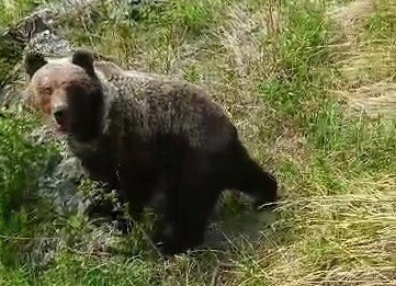 На Дальнем Востоке третий день на людей нападает медведь Один человек погиб несколько ранены видео