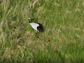 Первенец вылупился у пары японских журавлей Снежинки и Подснежника видео