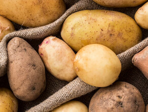 В Амурской области задумались о строительстве завода по переработке картофеля