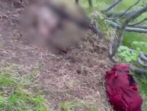 В дальневосточном городе который терроризируют медведи найдены останки еще одного человека видео