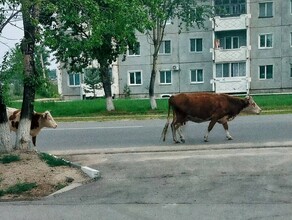 Город превращают в станицу мэр Шимановска показал кого можно встретить на улицах города фото 