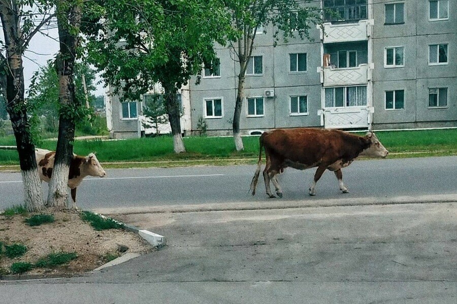 Город превращают в станицу мэр Шимановска показал кого можно встретить на улицах города фото 