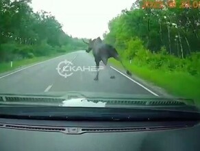 Были в шоке автомобилист в Приамурье чуть не сбил лося резко выскочившего на дорогу видео 