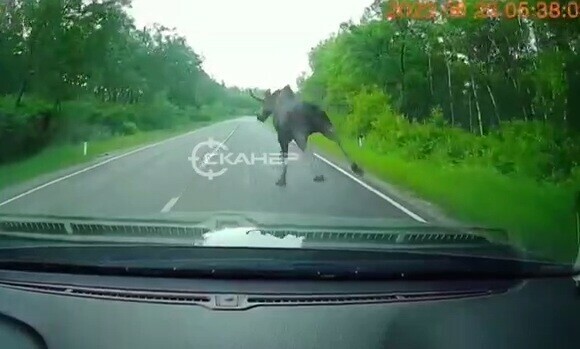 Были в шоке автомобилист в Приамурье чуть не сбил лося резко выскочившего на дорогу видео 