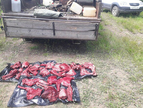 Двух косуль убили браконьеры в Амурской области фото 18