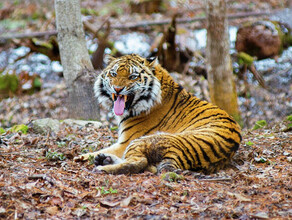 Тигр ухватил за ногу вальщика леса и едва не утащил в лес Хищника отогнали бензопилой