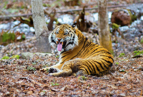 Тигр ухватил за ногу вальщика леса и едва не утащил в лес. Хищника .
