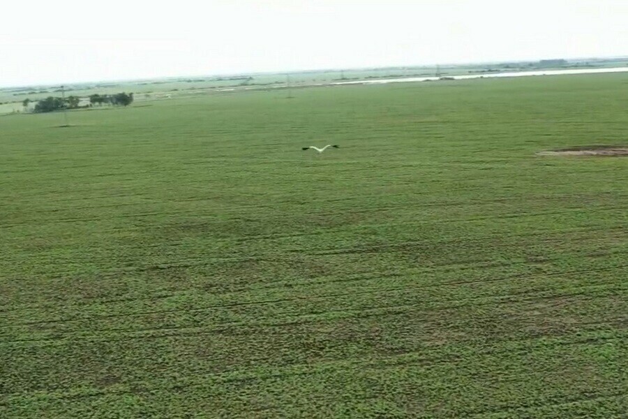 Аиста пытавшегося догнать квадрокоптер показали в Приамурье фото видео 