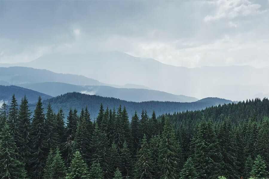 Амурская область попала в топ10 самых лесистых регионов России