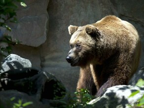 Замечали в Амурском районе медведи пошли в села в поисках лакомства