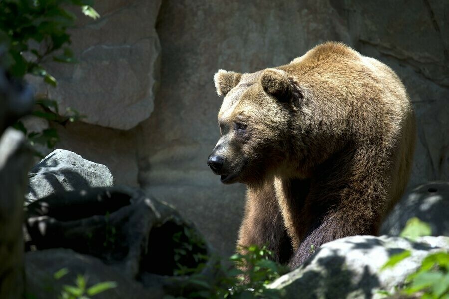 Замечали в Амурском районе медведи пошли в села в поисках лакомства