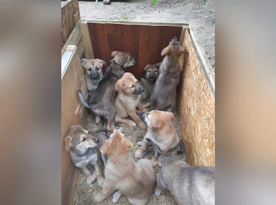 Волонтеры бьют тревогу в Благовещенске массово выбрасывают на улицу котят и щенков