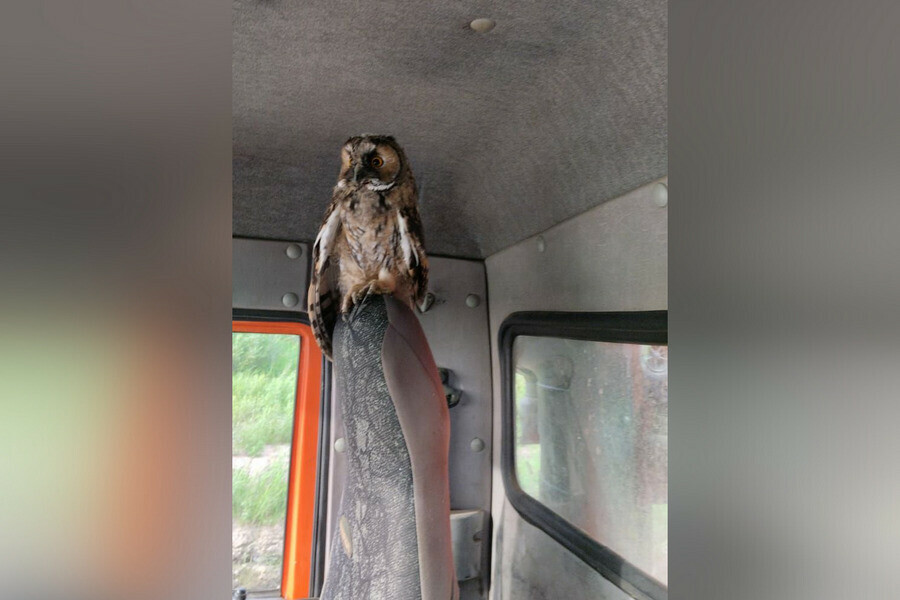 О сова в Приамурье водитель мусоровоза неожиданно поймал попутчика фото 