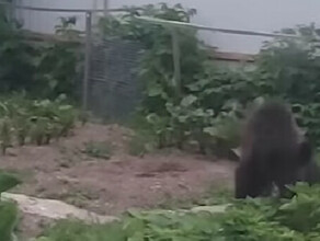 Медведь пришел в огород и съел клубнику видео