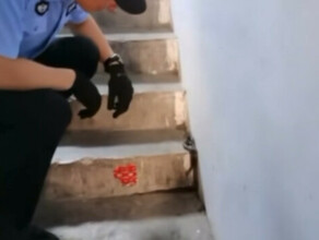 В Хэйхэ полицейский голыми руками поймал ядовитую змею в центре города