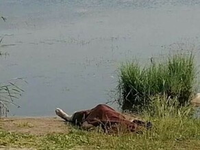 В Белогорске возле торгового центра странным образом утонула женщина