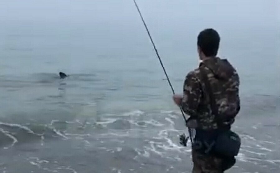 Иди погладь на Сахалине 25метровая акула вилась у ног рыбаков видео
