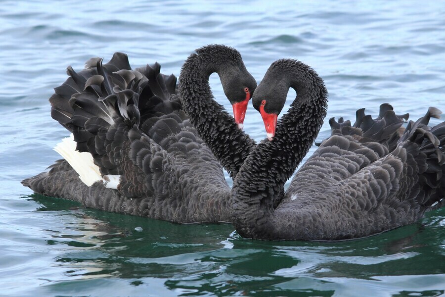 В амурскую Ивановку скоро привезут пару экзотических черных лебедей и подругу для осиротевшего лебедя Петра